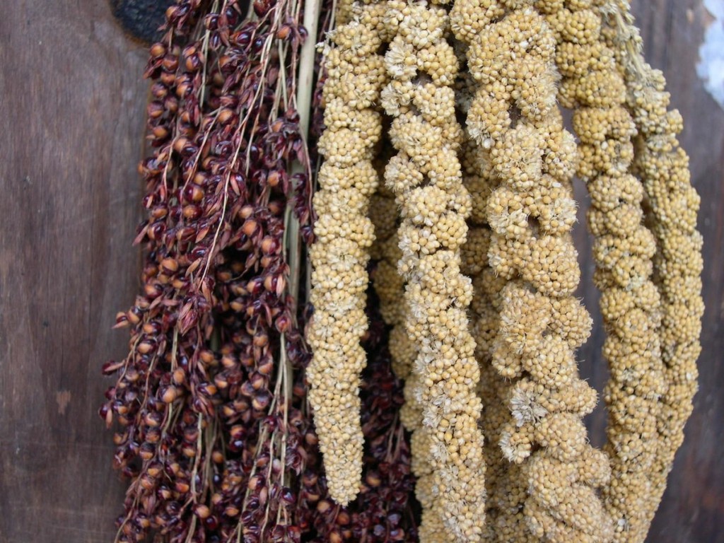 Millet_Sorghum China