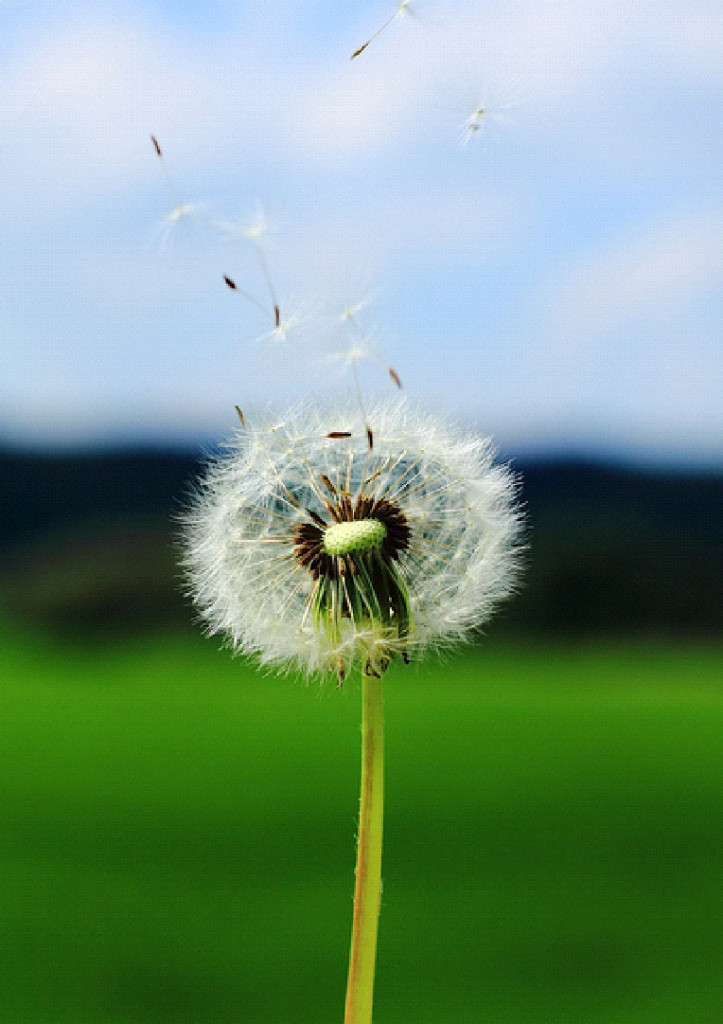 pusteblume